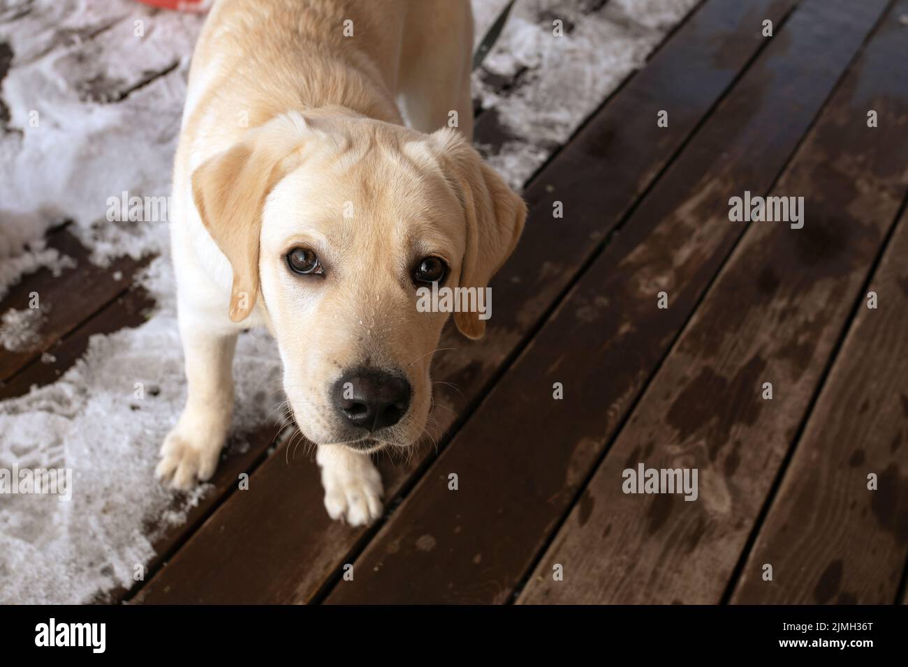 Ritratto di carino Labrador Retriever cucciolo in piedi nella neve su veranda di legno. Guardando la macchina fotografica Foto Stock