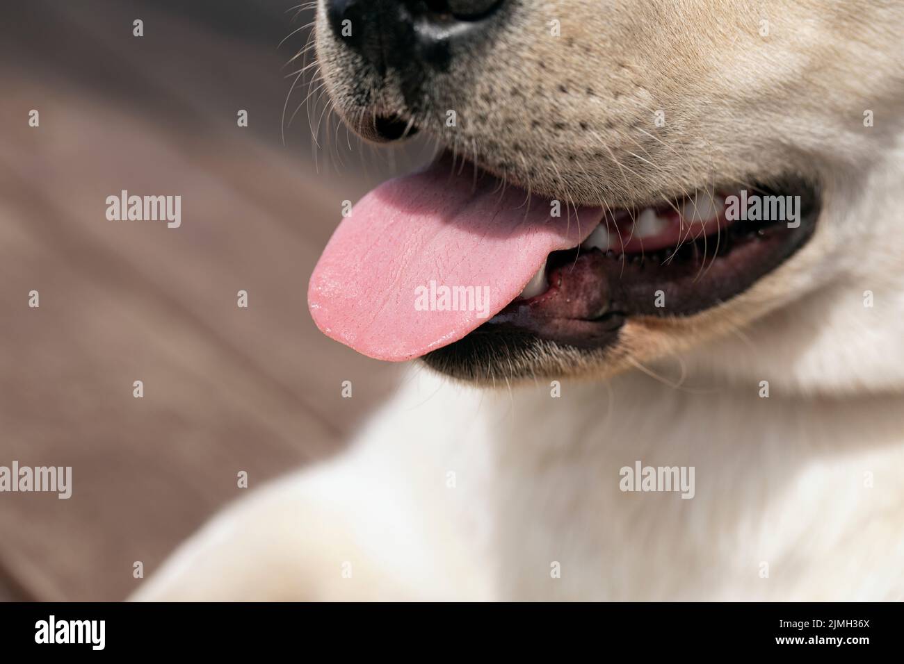 Aprire la bocca del cane labrador Retriever con la lingua Foto Stock