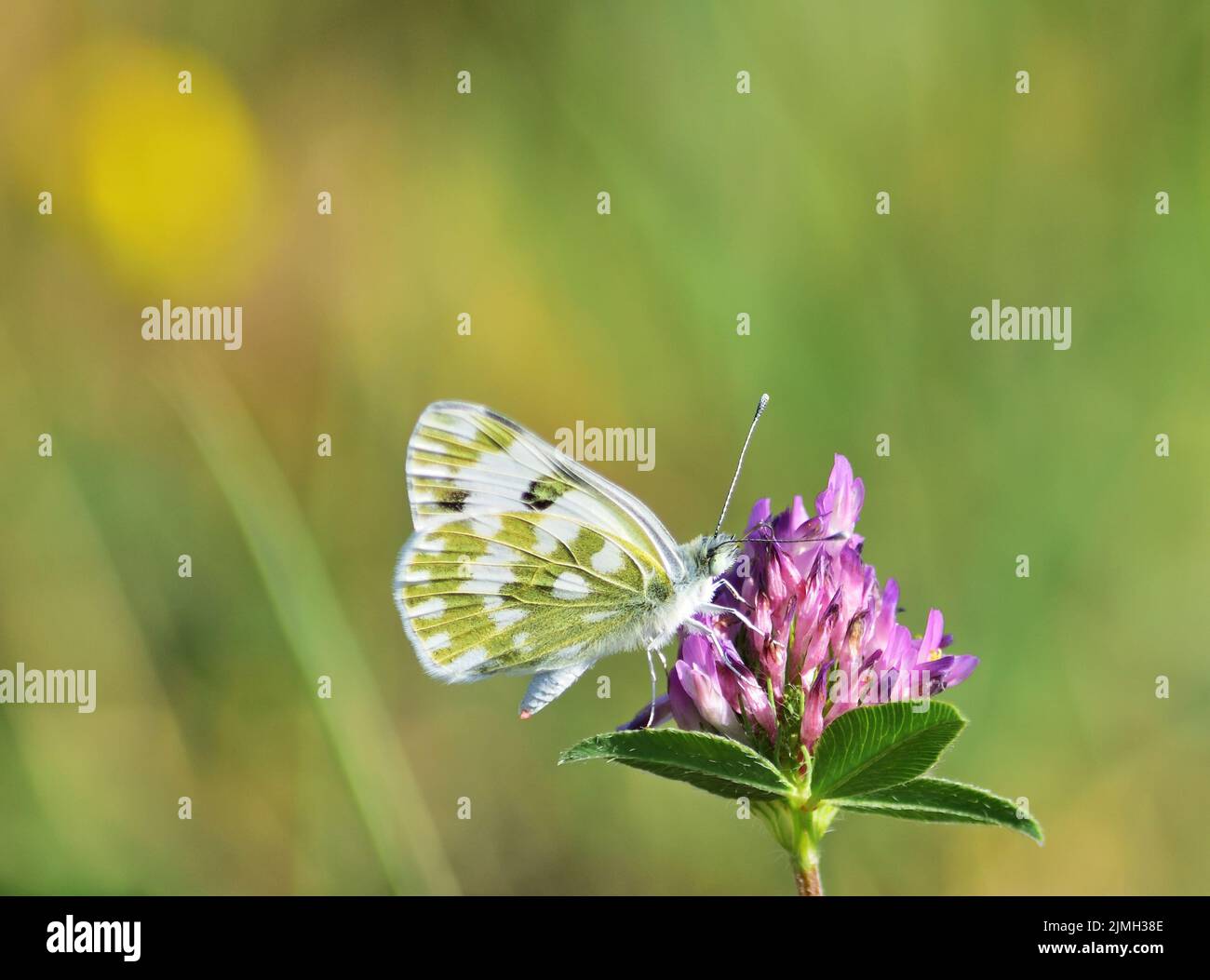 Pontia daplidice, il bianco bagno, è una piccola farfalla della famiglia Pieridae, i gialli e bianchi, che si trova nella regione paleartica. Foto Stock