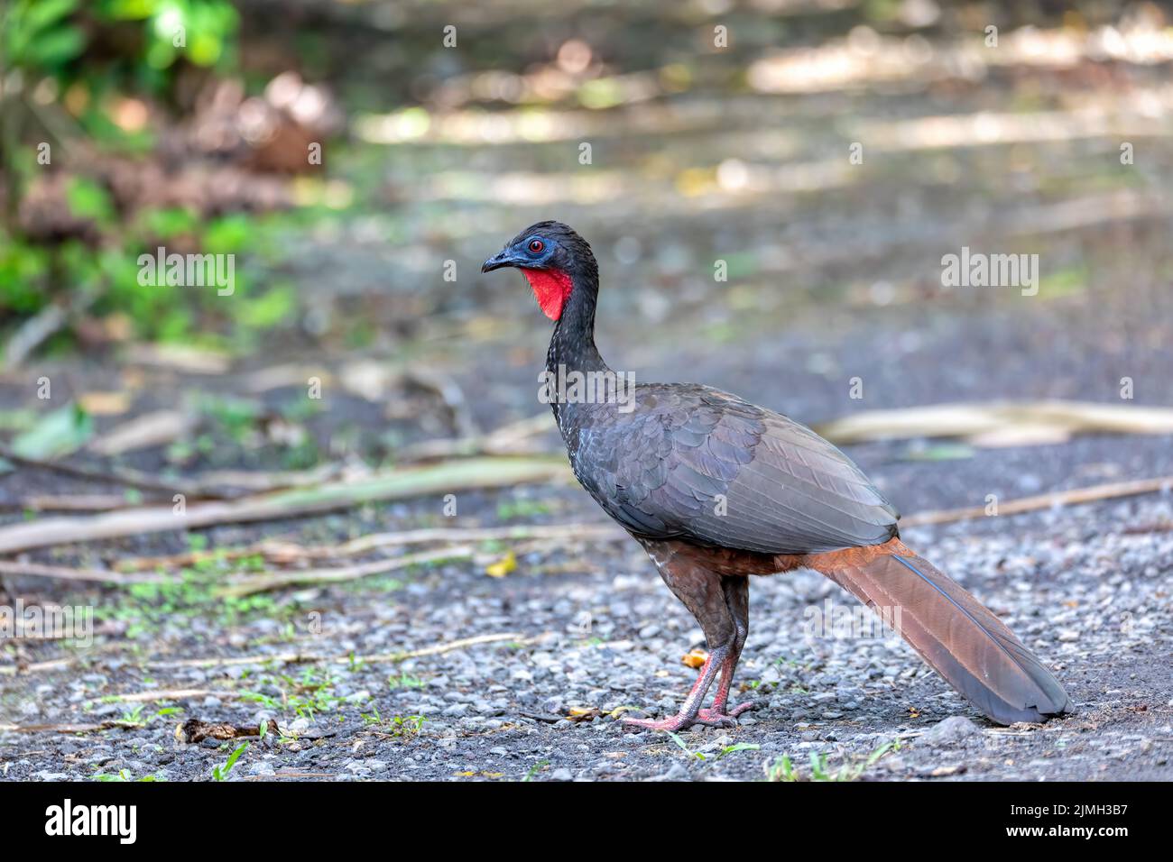 Crested Guan (Penelope purpurascens) nella foresta pluviale, Costa Rica Foto Stock