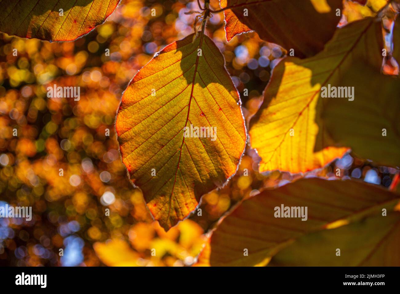 Il faggio di rame (Fagus sylvatica purpurea) lascia Contre Jour. Primo piano. Macro. Dettaglio. Foto Stock