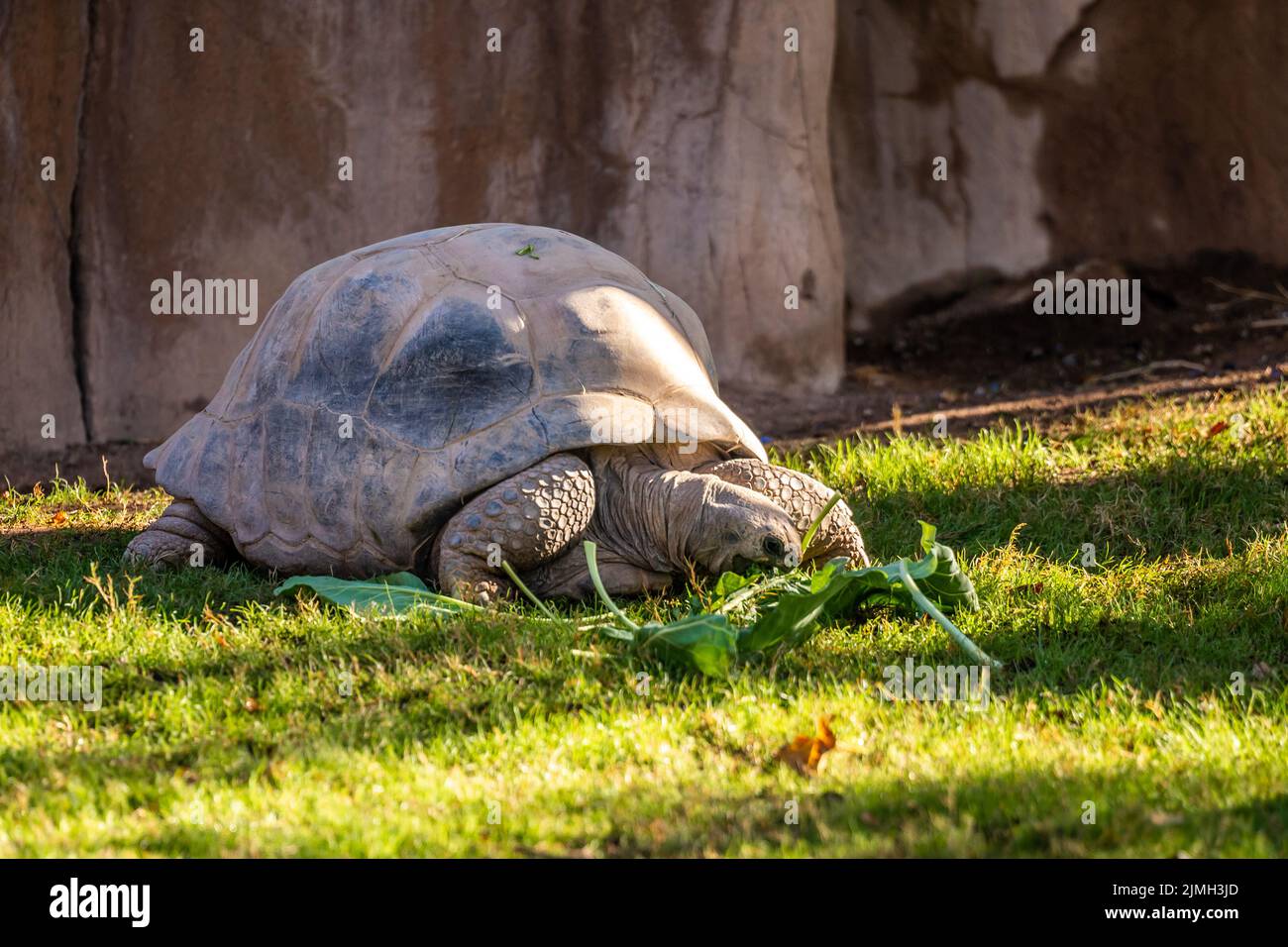 Un'enorme Aldabra Tortoiser a Tucson, Arizona Foto Stock