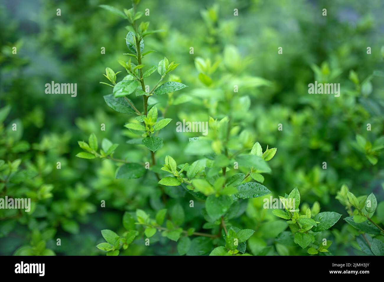 Primo piano splendida vista della natura verde foglie sul verde sfondo sfocato con luce solare e spazio copia. Foto Stock