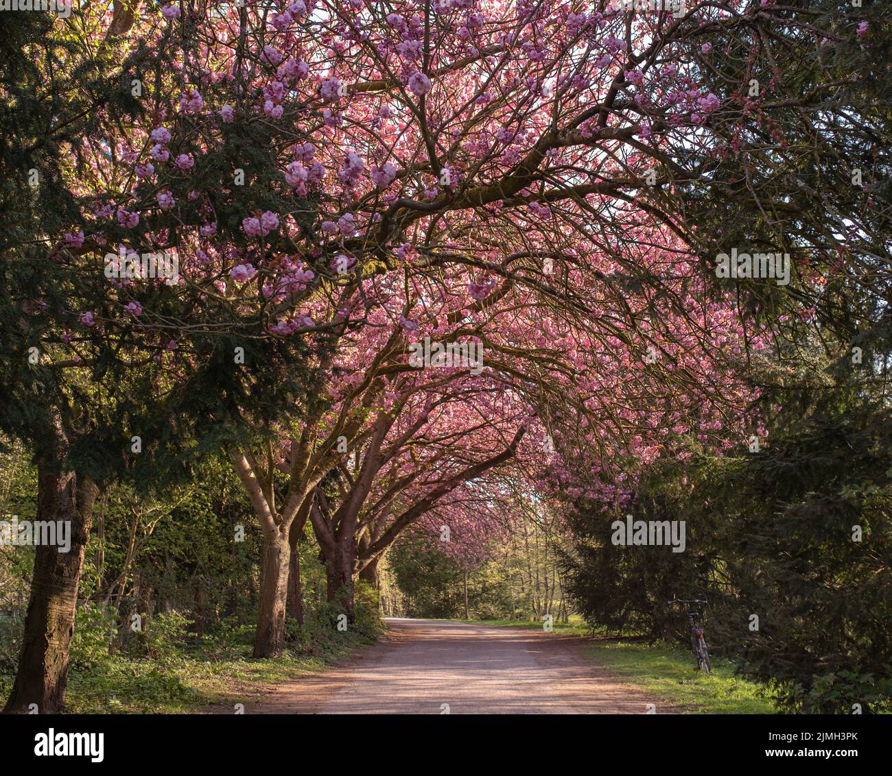 Sfondo albero sakura rosa in fiore. Fiori rosa sul ramo dell'albero. Giappone ciliegia. Foto Stock