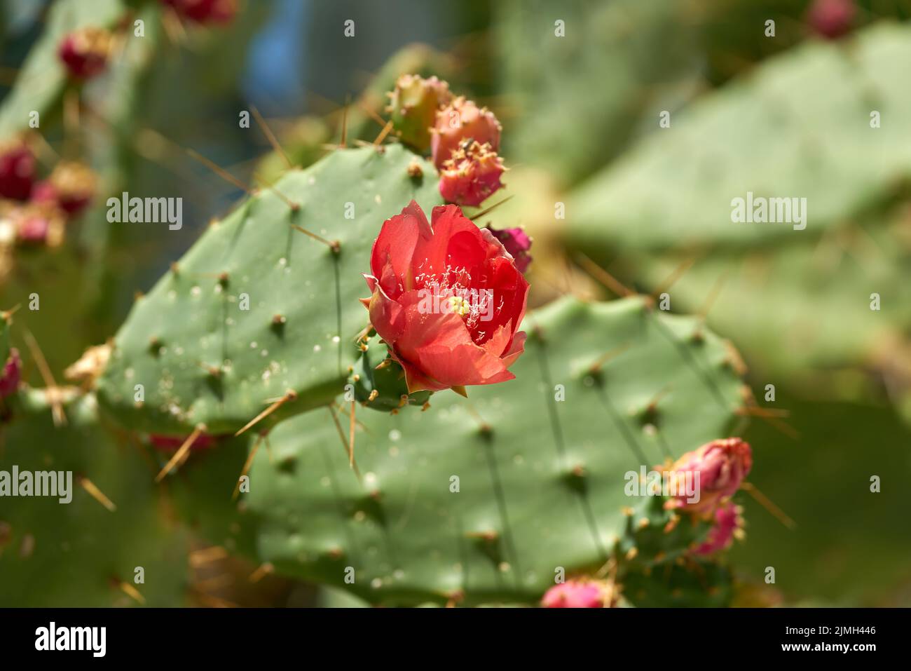 Fiore rosso di cactus di pera di ficus-indica di pera di Prickly in clima mediterraneo in Croazia Foto Stock