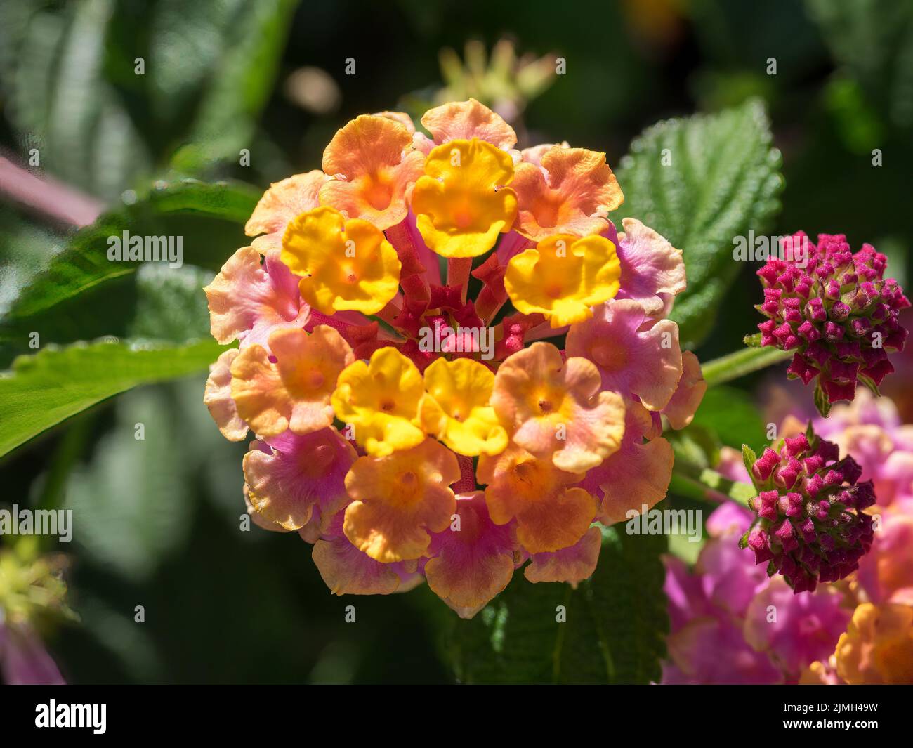 Lantana Camara arbusto fiorito a Marbella Spagna Foto Stock