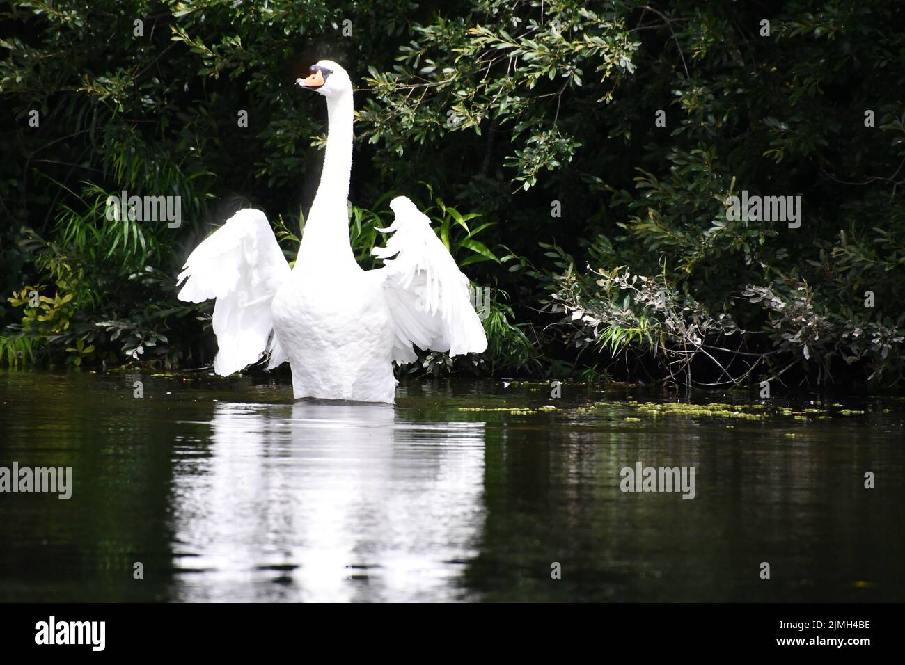 swan sul fiume, Rewer Nore, Kilkenny, Irlanda Foto Stock