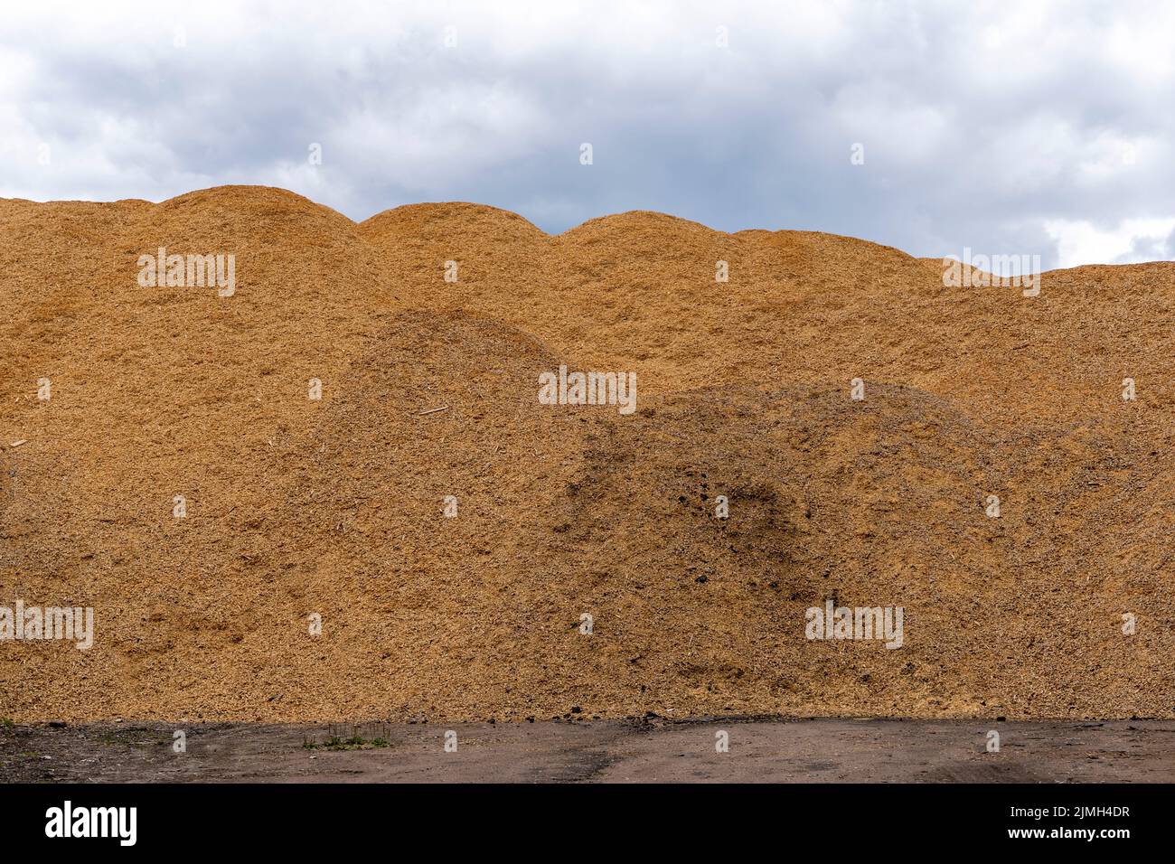 una montagna di segatura. un prodotto di lavorazione del legno. Foto Stock