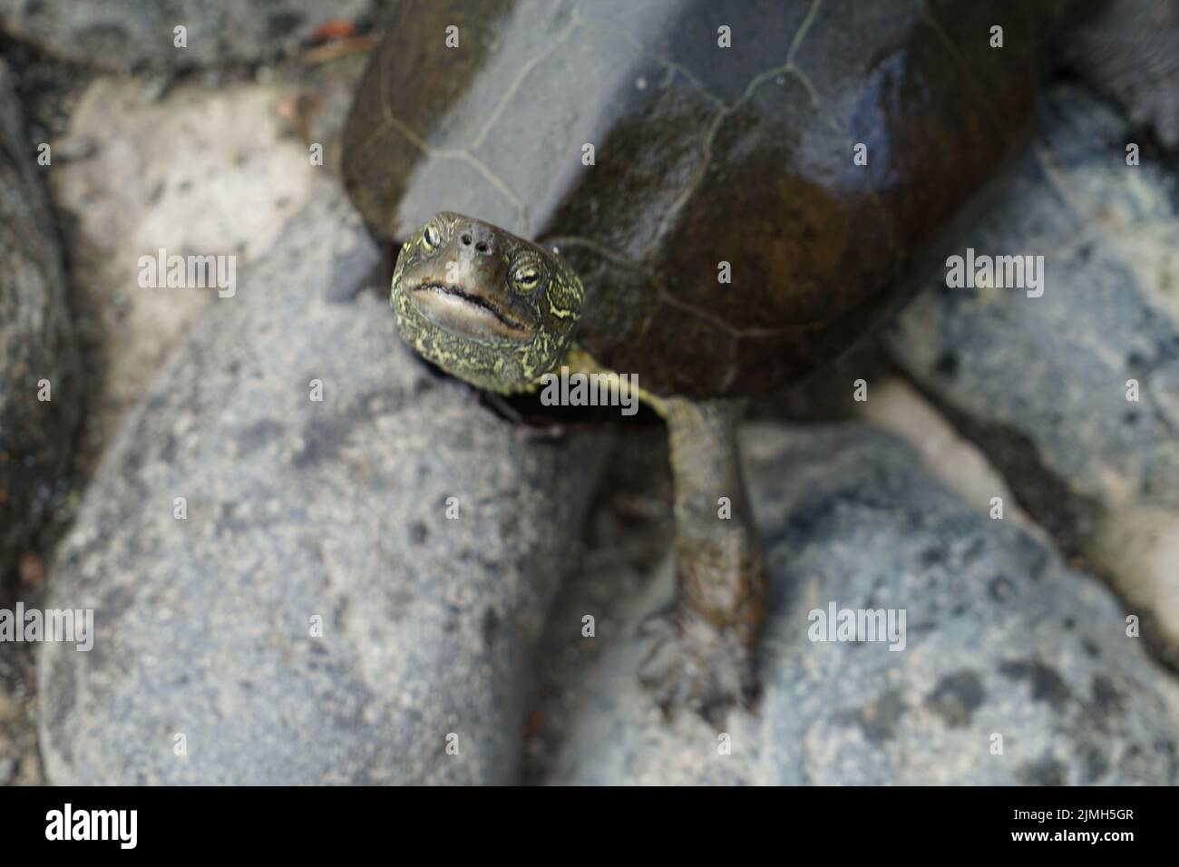 Molte tartarughe di luogo roccioso Foto Stock