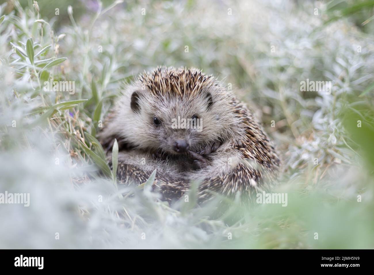 Carino hedgehog (Erinaceus roumanicus) di razza bianca del nord che giace sul suo dorso in un letto di fiori bianchi Foto Stock