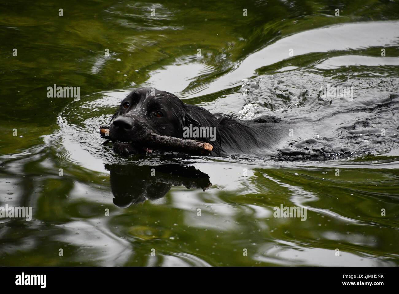 Black labrador Retriever nuotare in acqua, fiume Nore, Kilkenny, Irlanda Foto Stock