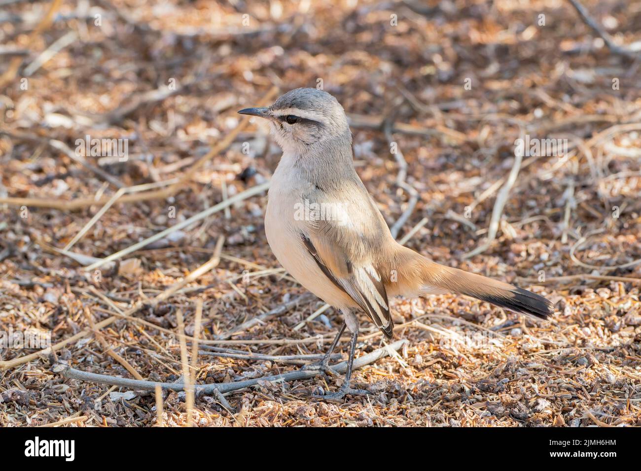 Kalahari scrub robin, Cercotricha paena, adulto singolo arroccato al suolo, Etosha National Park, Namibia Foto Stock