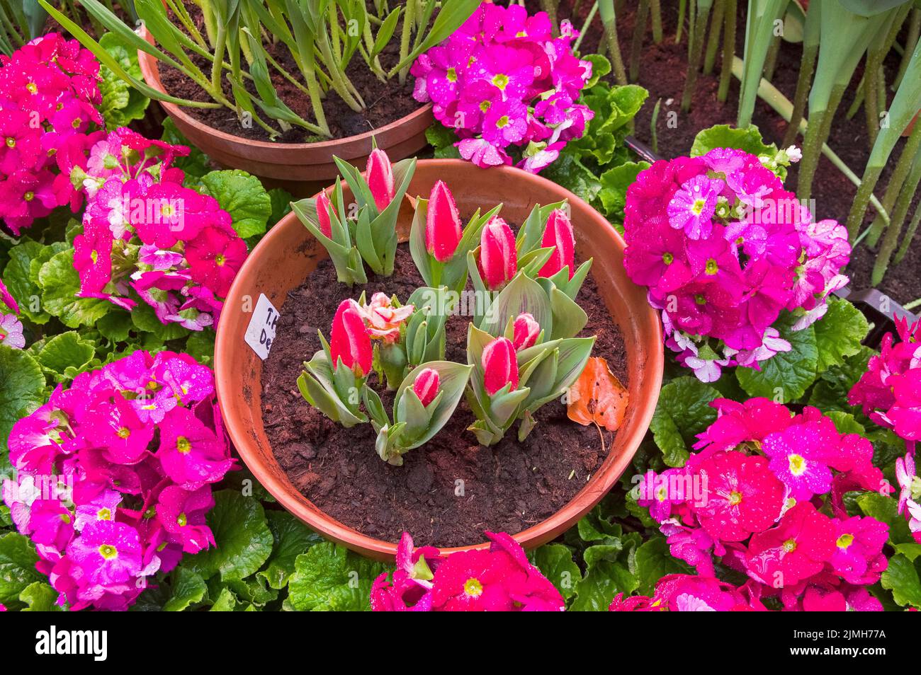 Rosso brillante i tulipani Foto Stock
