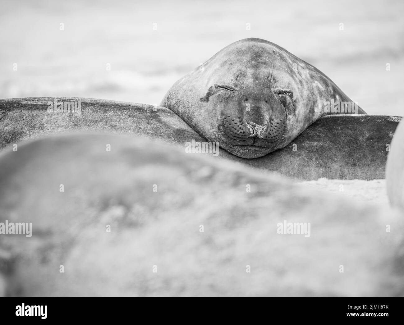 La foca elefante meridionale (Mirounga leonina) è la più grande delle specie pinnipee. Preso nelle Isole Falkland, nell'Atlantico meridionale Foto Stock