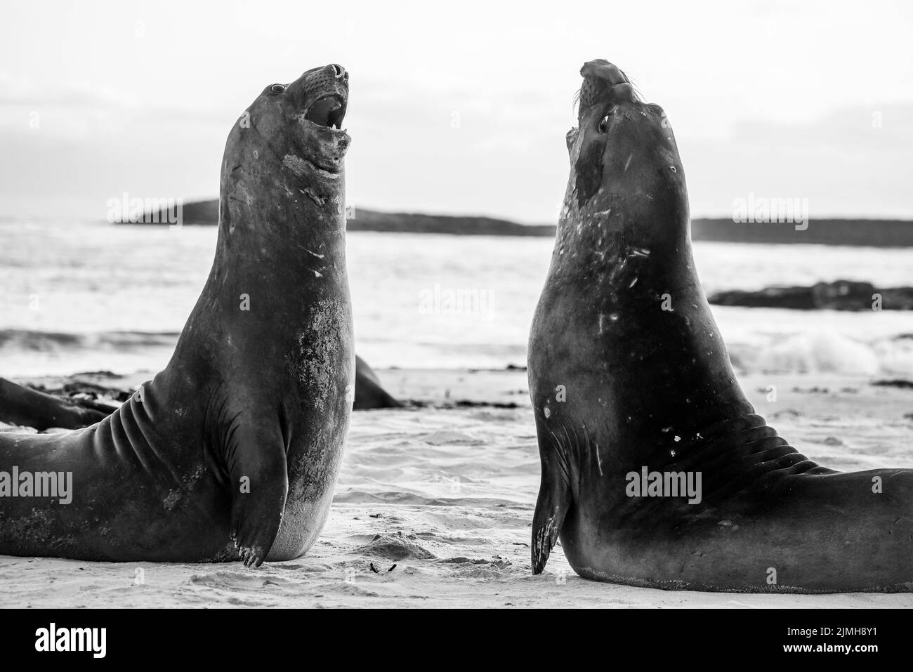 La foca elefante meridionale (Mirounga leonina) è la più grande delle specie pinnipee. Preso nelle Isole Falkland, nell'Atlantico meridionale Foto Stock