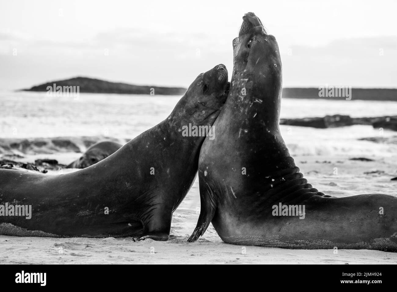 La foca elefante meridionale (Mirounga leonina) è la più grande delle specie pinnipee. Preso nelle Isole Falkland, nell'Atlantico meridionale Foto Stock
