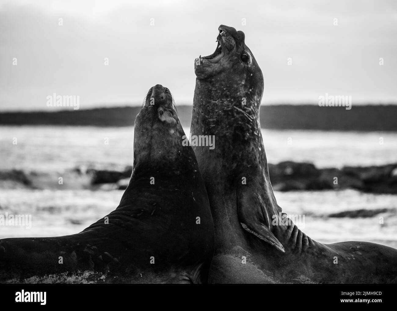 La foca elefante meridionale (Mirounga leonina) è la più grande delle specie pinnipee. Preso nelle Isole Falkland, nell'Atlantico meridionale Foto Stock
