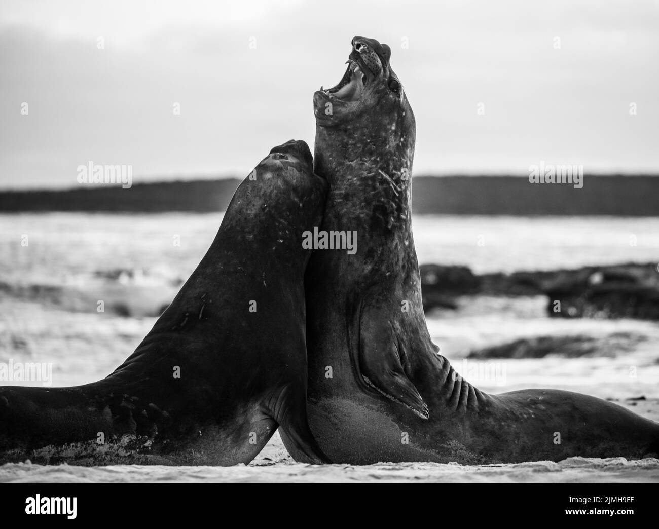 La foca elefante meridionale (Mirounga leonina) è la più grande delle specie pinnipee. Preso nelle Isole Falkland, nell'Atlantico meridionale Foto Stock