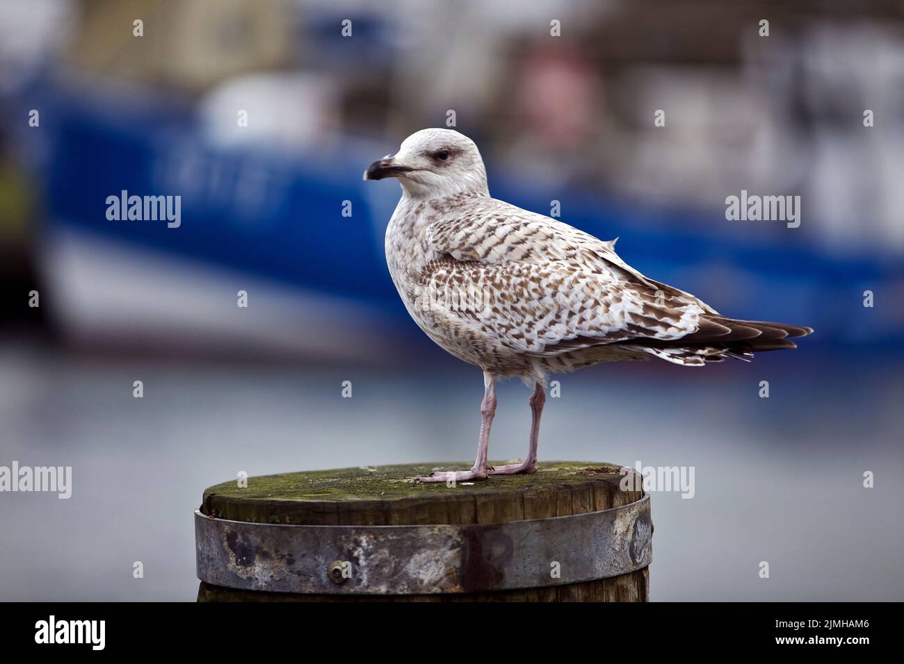 Gabbiano di aringa giovane (Larus argentatus) nel porto, Buesum, Dithmarschen, Germania, Europa Foto Stock