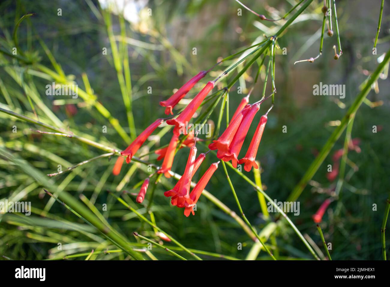 Primo piano dei fiori di una pianta di Firecracker (Russelia equitiformis) Foto Stock