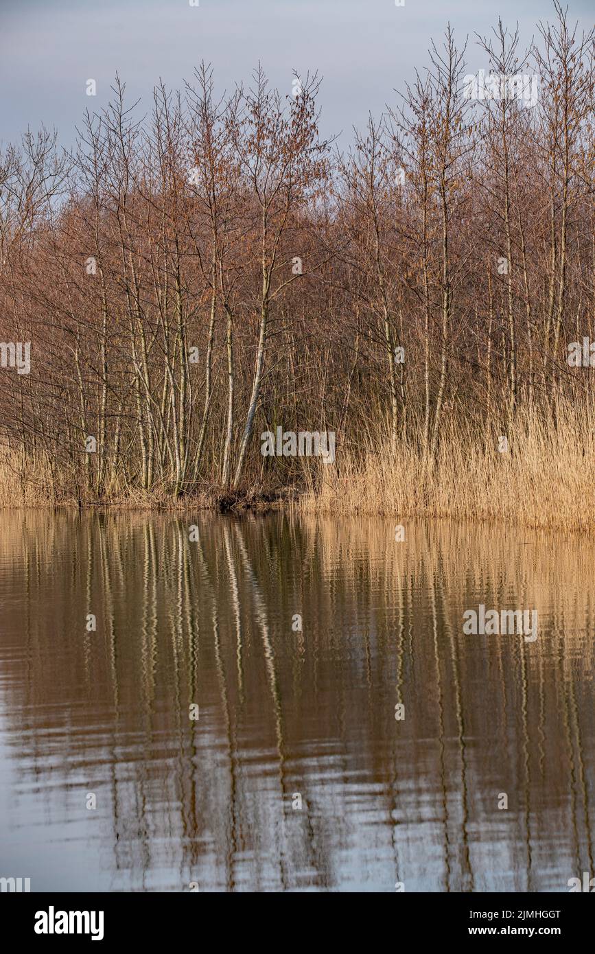 Vegetazione riparia Foto Stock