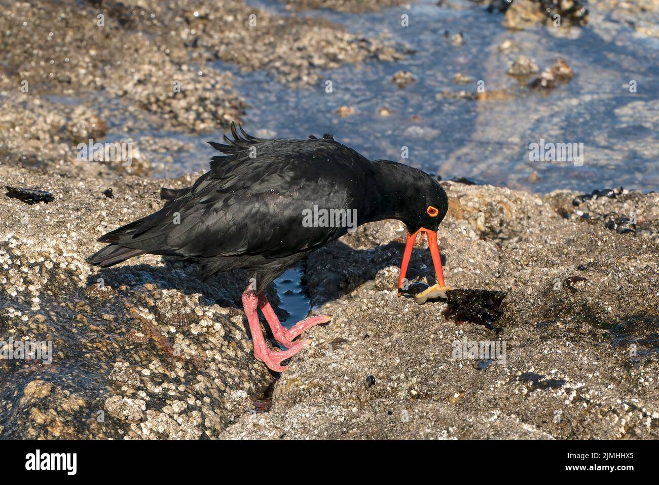 Osteria nera africana, Heamatopus moquini, singolo adulto che si alimenta sulla costa rocciosa, Luderitz, Namibia Foto Stock