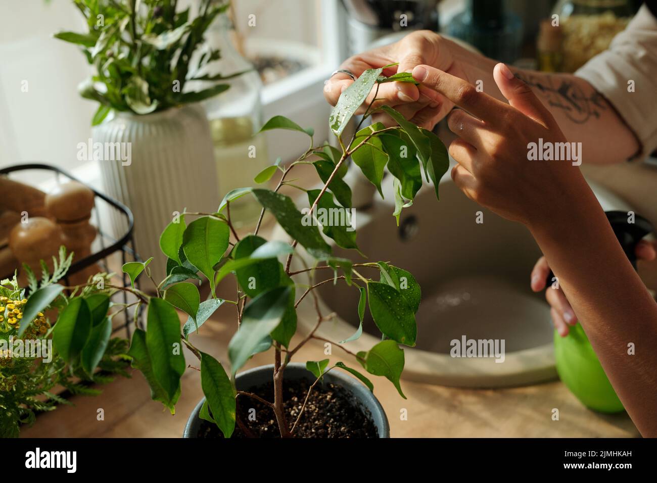Mano di giovane ragazza toccare foglie verdi di piccolo limone albero che cresce in flowerpot mentre rinfrescare piante domestiche con la madre Foto Stock