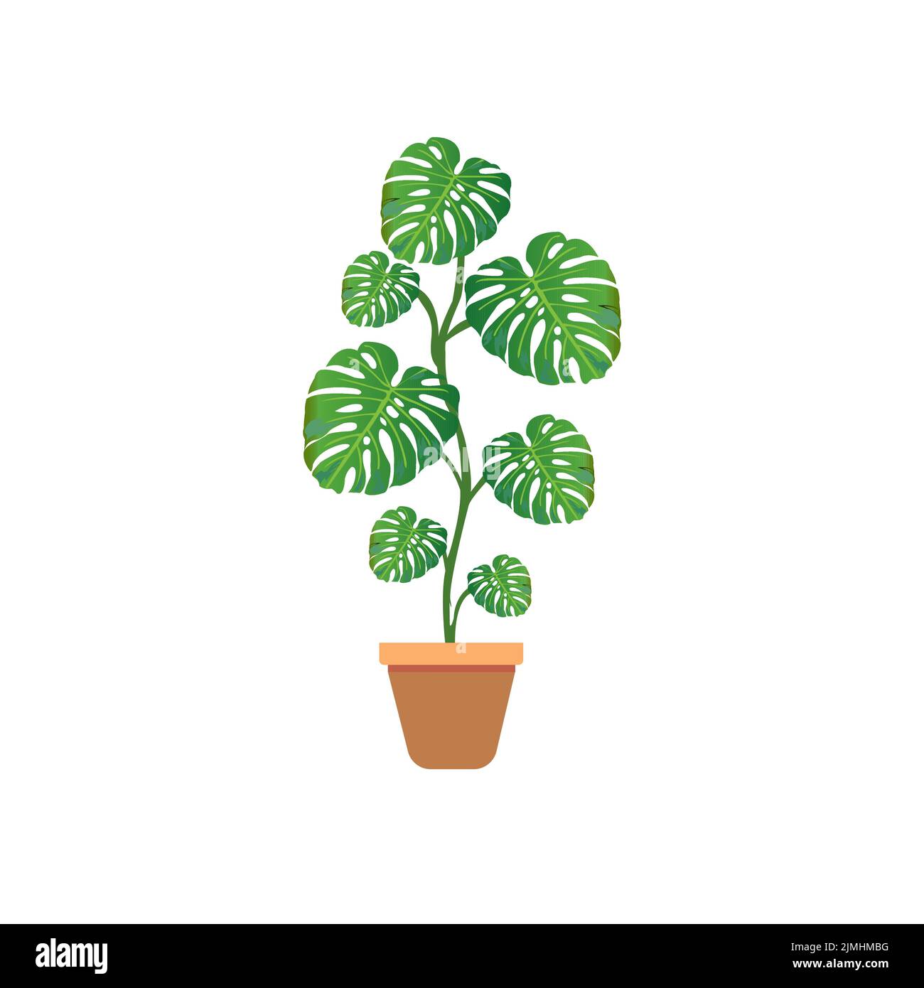 Foglia verde di un monstera fiore tropicale isolato su sfondo bianco. Illustrazione Vettoriale