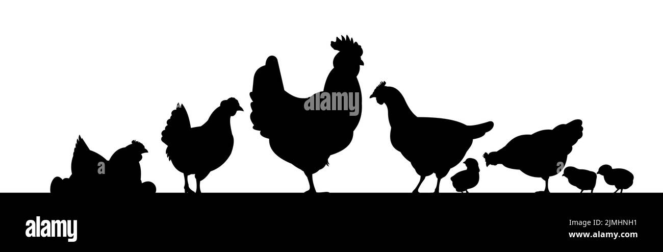 Polli in pascolo. Silhouette dell'immagine. Animali da fattoria. Pollame domestico per ottenere uova. Isolato su sfondo bianco. Vettore. Illustrazione Vettoriale