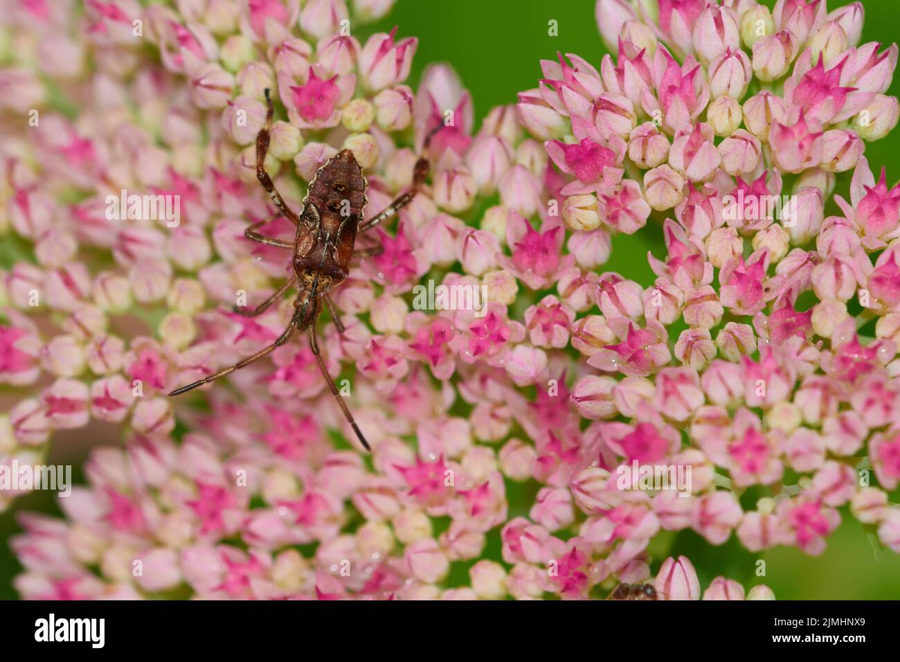 Ninfa occidentale conifera seme bug Foto Stock