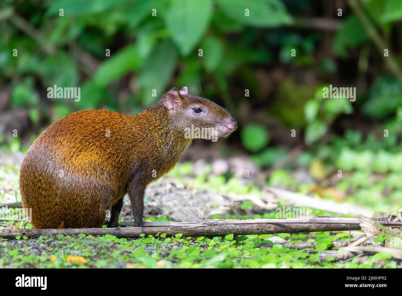 Agouti dell'America Centrale - Dasyprocta punctata, la Fortuna Costa Rica Foto Stock