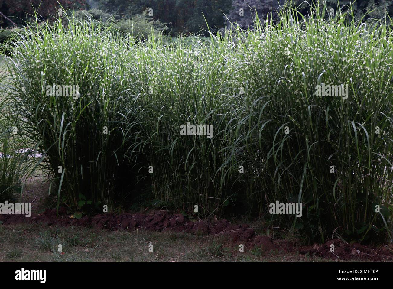 Miscanthus sinensis piccolo Zebra erba verde Foto Stock Miscanthus sinensis piccolo Zebra erba verde Foto Stock