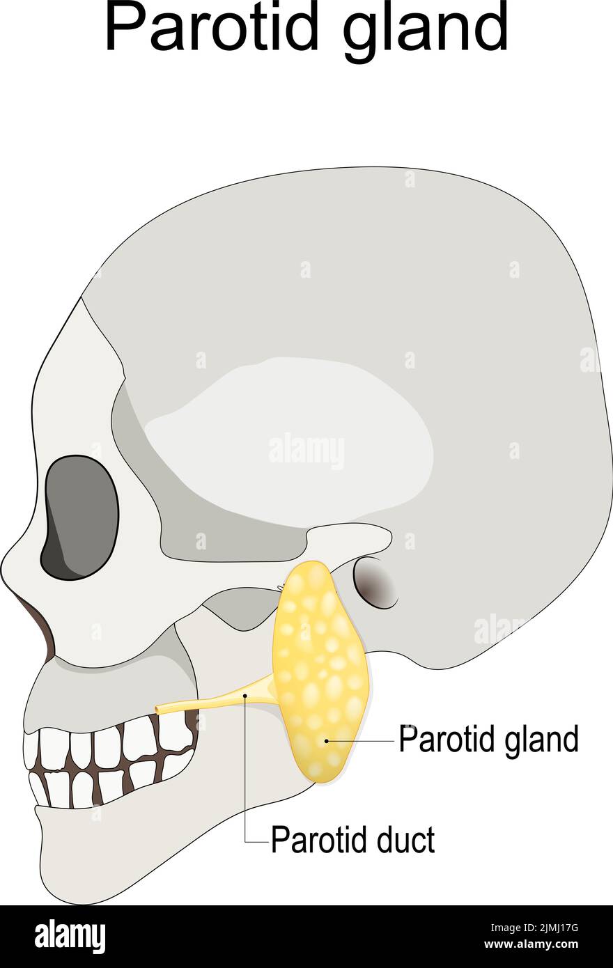 Posizione della ghiandola parotide sinistra nell'uomo. Cranio umano con ghiandola salivare e dotto parotideo. Illustrazione vettoriale Illustrazione Vettoriale