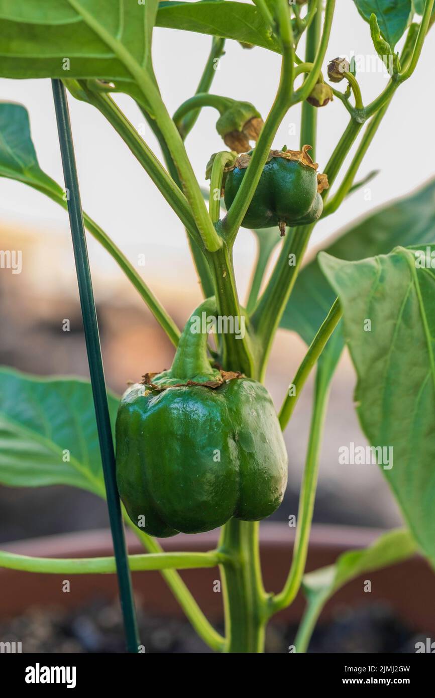 Pianta di peperone rosso in vaso, capsicum annuum, in crescita e ancora verde. Tarda primavera, Wichita, Kansas, USA. Foto Stock