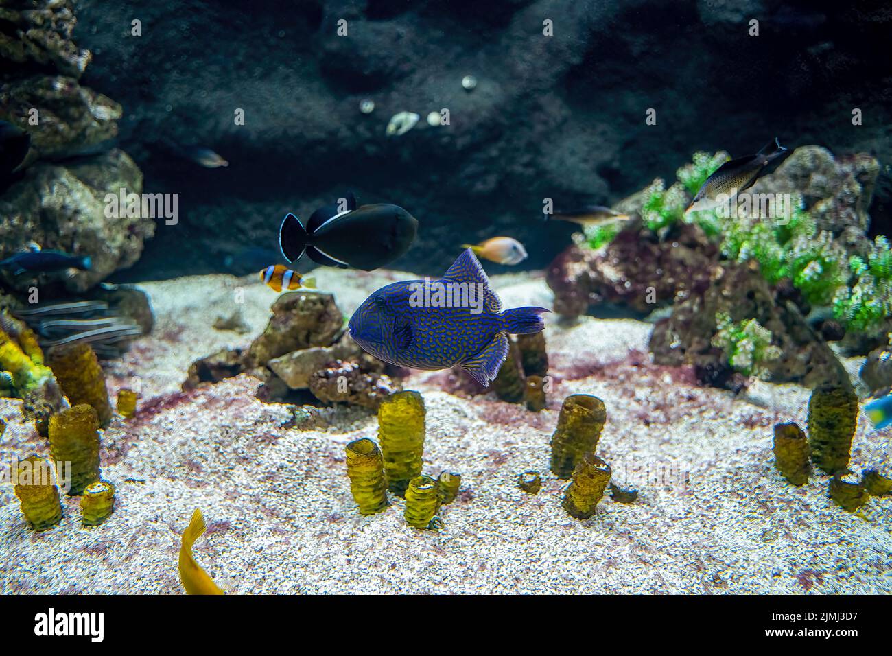 Primo piano di un Triggerfish blu alias Odonus nigerGallery , sinonimo di eritrodon Balistes, eritrodon Odonus, Niger Xenodon Foto Stock