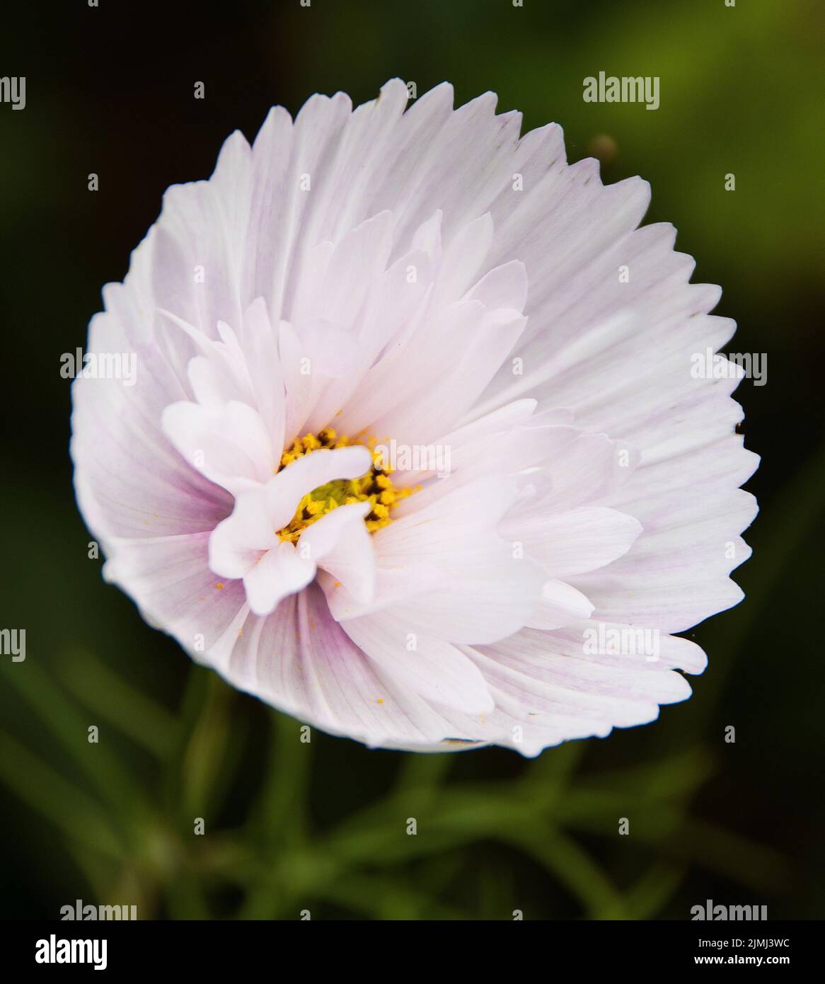 COSMOS Bipinnatus "Cupcakes Blush" Foto Stock