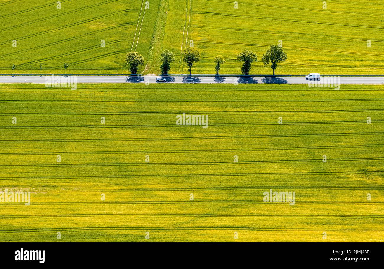 Veduta aerea, fila di alberi sulla strada di campagna, strada federale 229, Langenholthausen, Balve, Sauerland, Renania settentrionale-Vestfalia, Germania, strada federale B229, D. Foto Stock