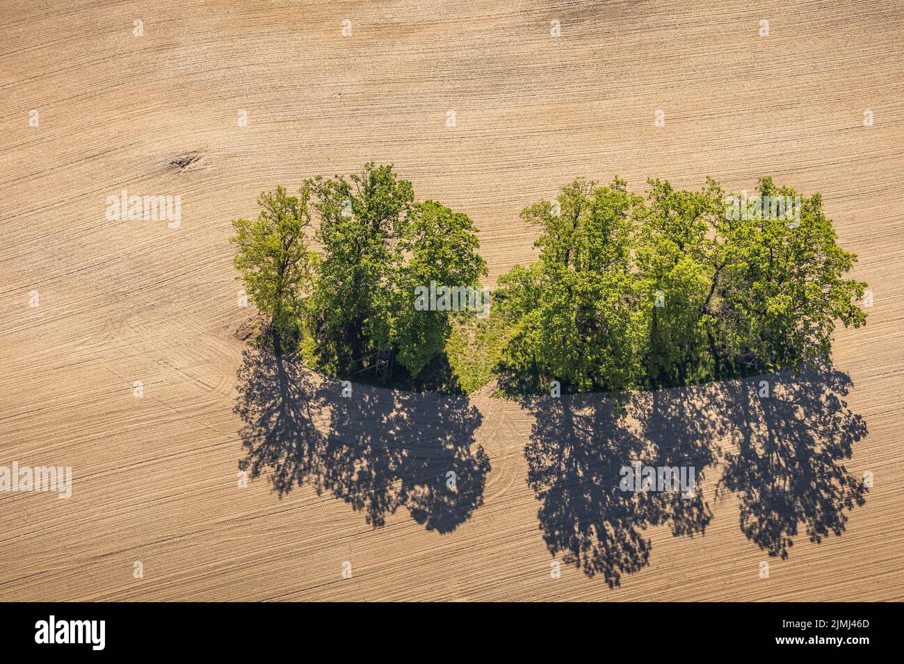 Vista aerea, filare di alberi sul campo, Büenfeld, Eslohe, Sauerland, Renania settentrionale-Vestfalia, Germania, DE, Europa, forme e colori, alberi verdi, Hochsaue Foto Stock
