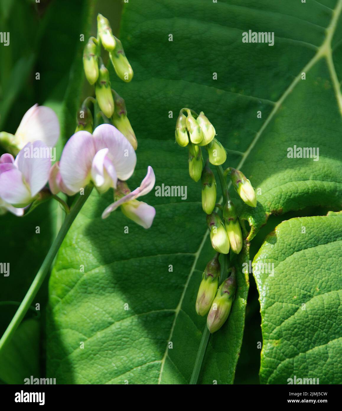 Lathyrus latifolius 'Perla Rosa' & papirifer di Tetrapanax Foto Stock