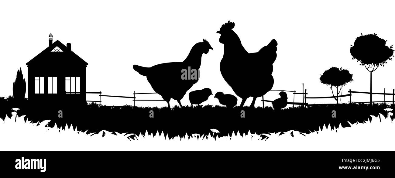 Polli in pascolo. Silhouette dell'immagine. Animali da fattoria. Pollame domestico per ottenere uova. Isolato su sfondo bianco. Vettore Illustrazione Vettoriale