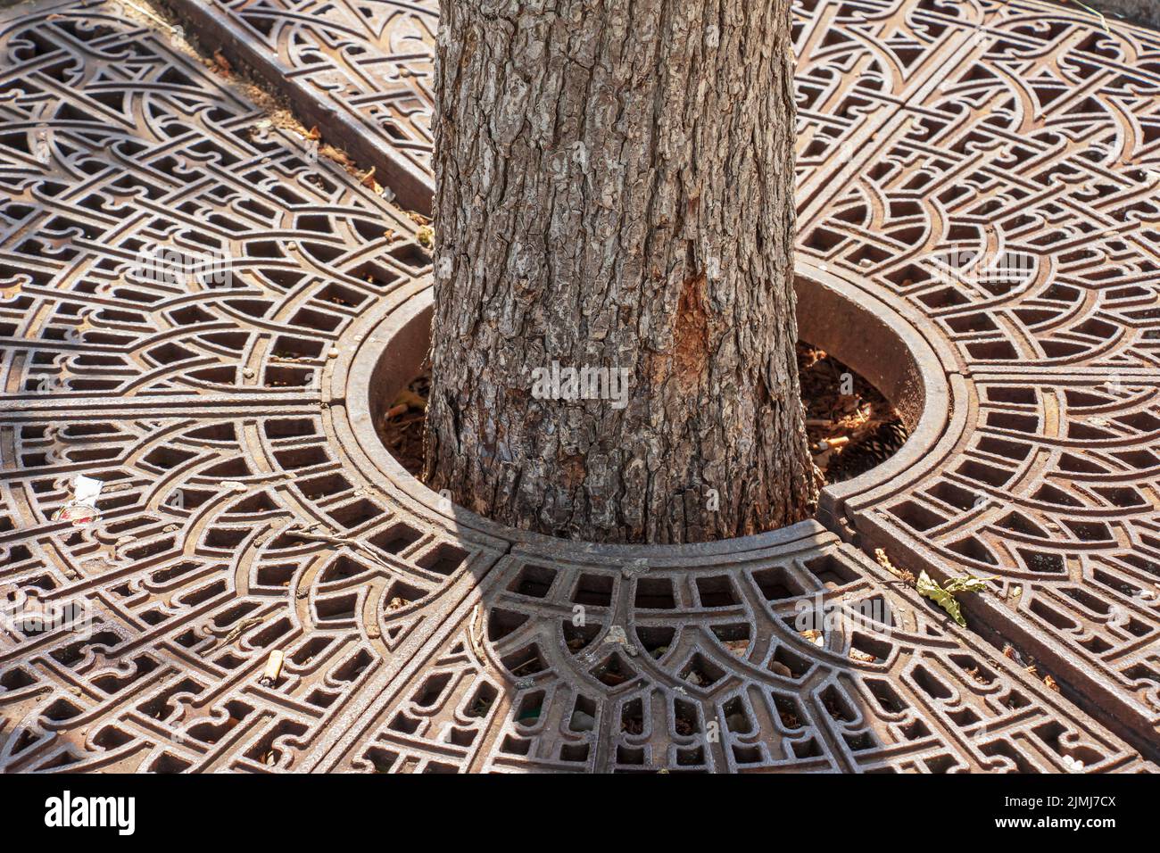 Grata di drenaggio in metallo sul marciapiede intorno ad un albero in Slovacchia. Foto Stock