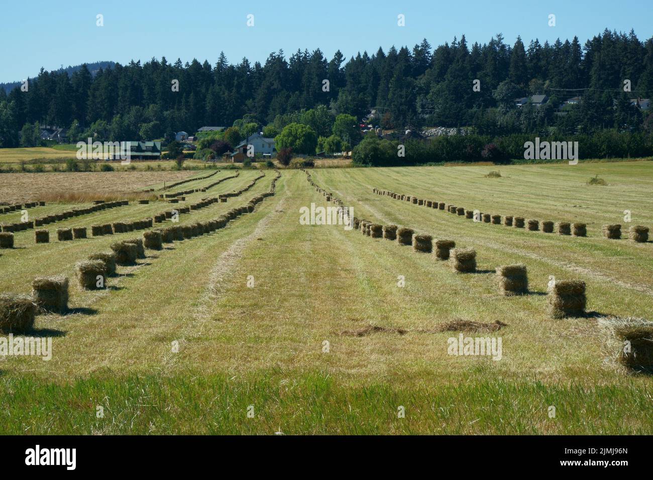 Balle di fieno allineate su un campo di fattoria. Foto Stock