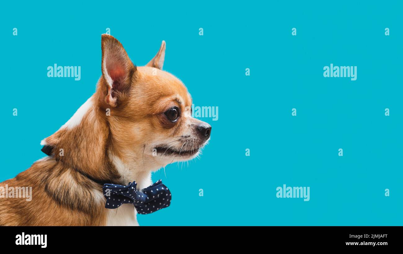 Vista laterale amichevole cane con arco blu copia spazio Foto Stock