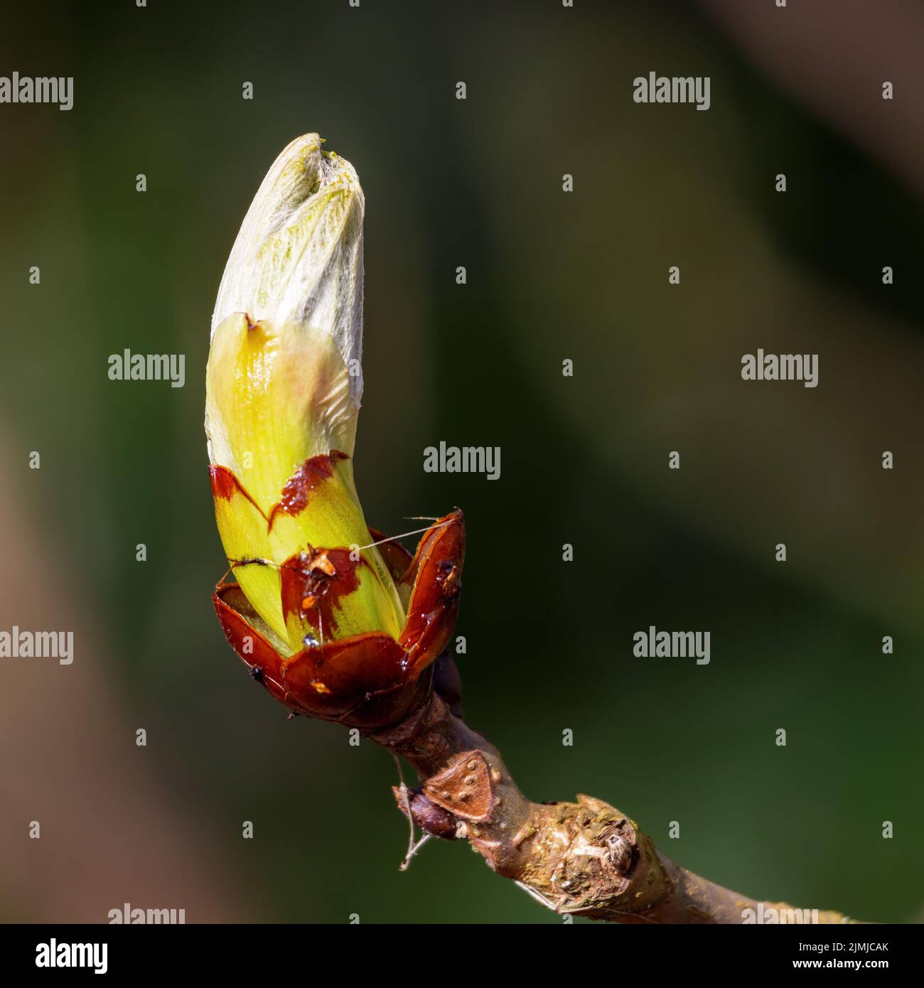 Germoglio appiccicoso dell'albero di castagno del cavallo che esplica nella foglia Foto Stock