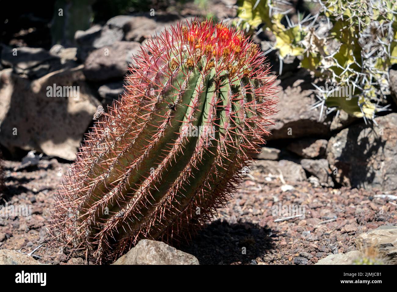 LOS PALMITOS, GRAN CANARIA, SPAGNA - MARZO 8 : Barrel del fuoco messicano che cresce a Los Palmitos, Gran Canaria, Spagna il 8 Marzo 2022 Foto Stock