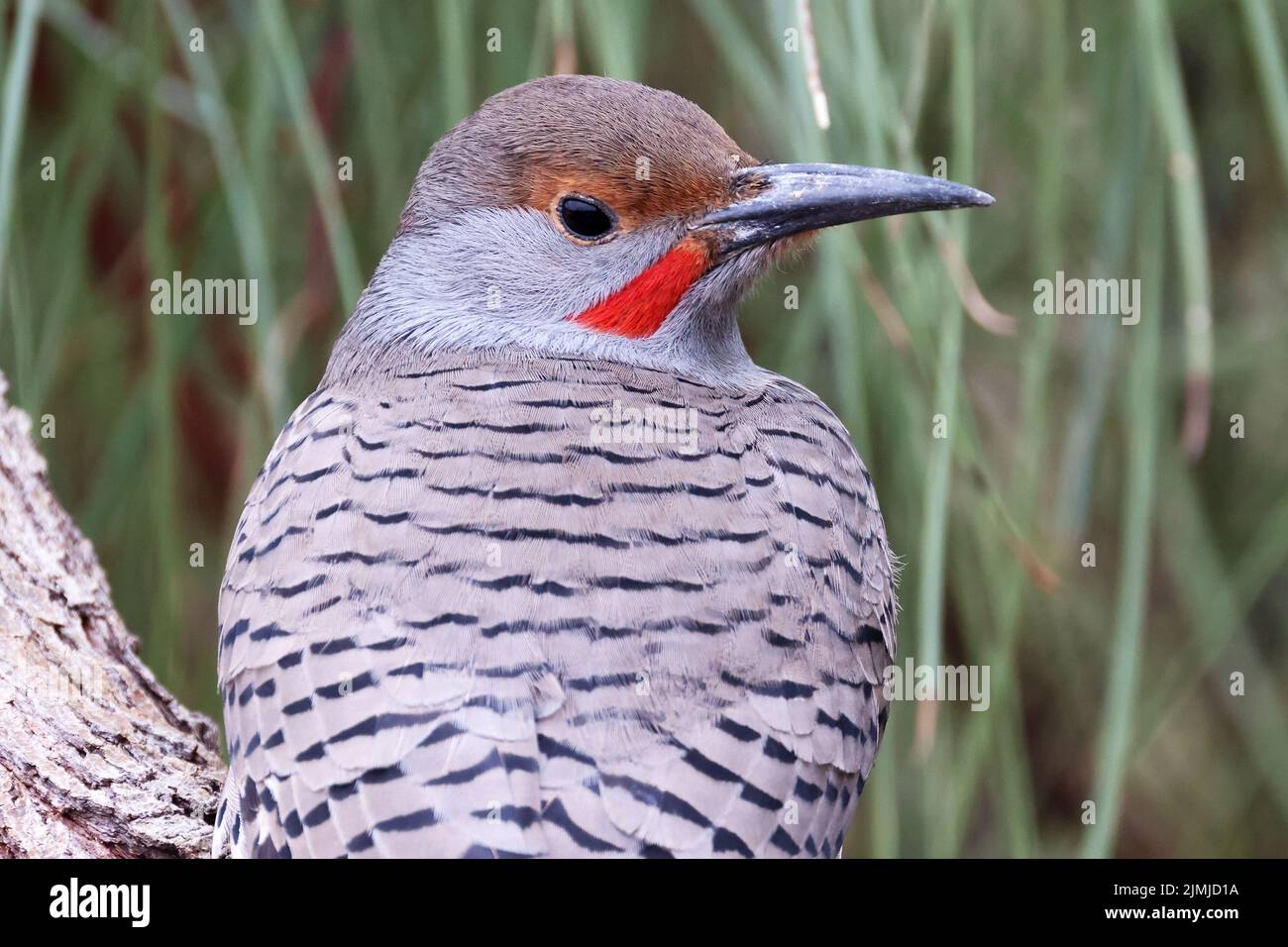 Flicker dorato Foto Stock
