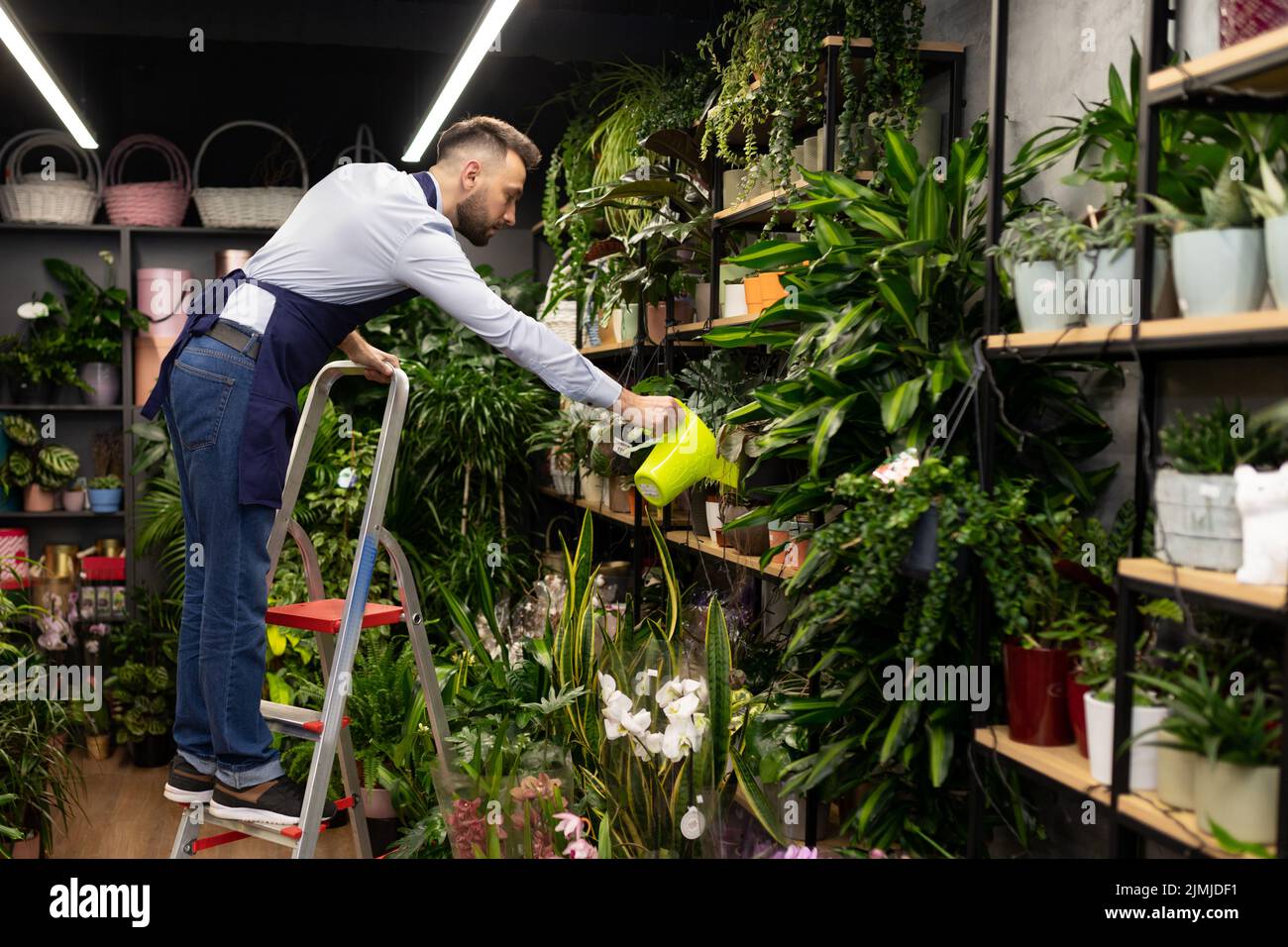 Botanista su scala innaffiatura piante in vaso da annaffiatura lattina nel centro del giardino Foto Stock