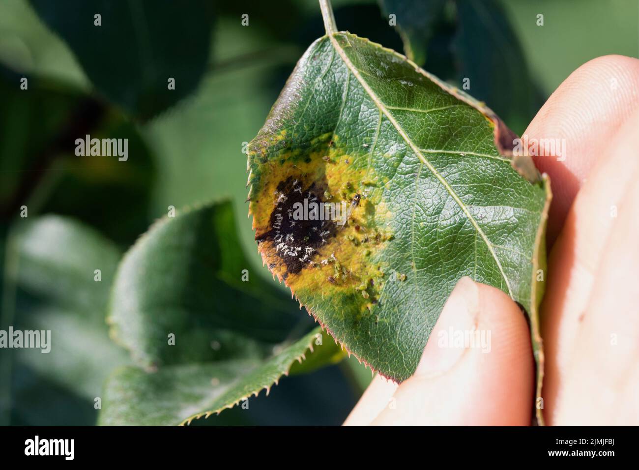 Insetti di peste su foglia in mano, pidocchi pianta Aphidina. Messa a fuoco selettiva Foto Stock