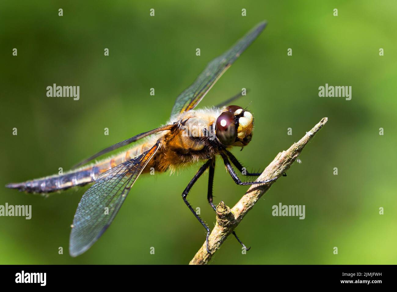 Dragonfly su un ramoscello nel selvaggio Foto Stock