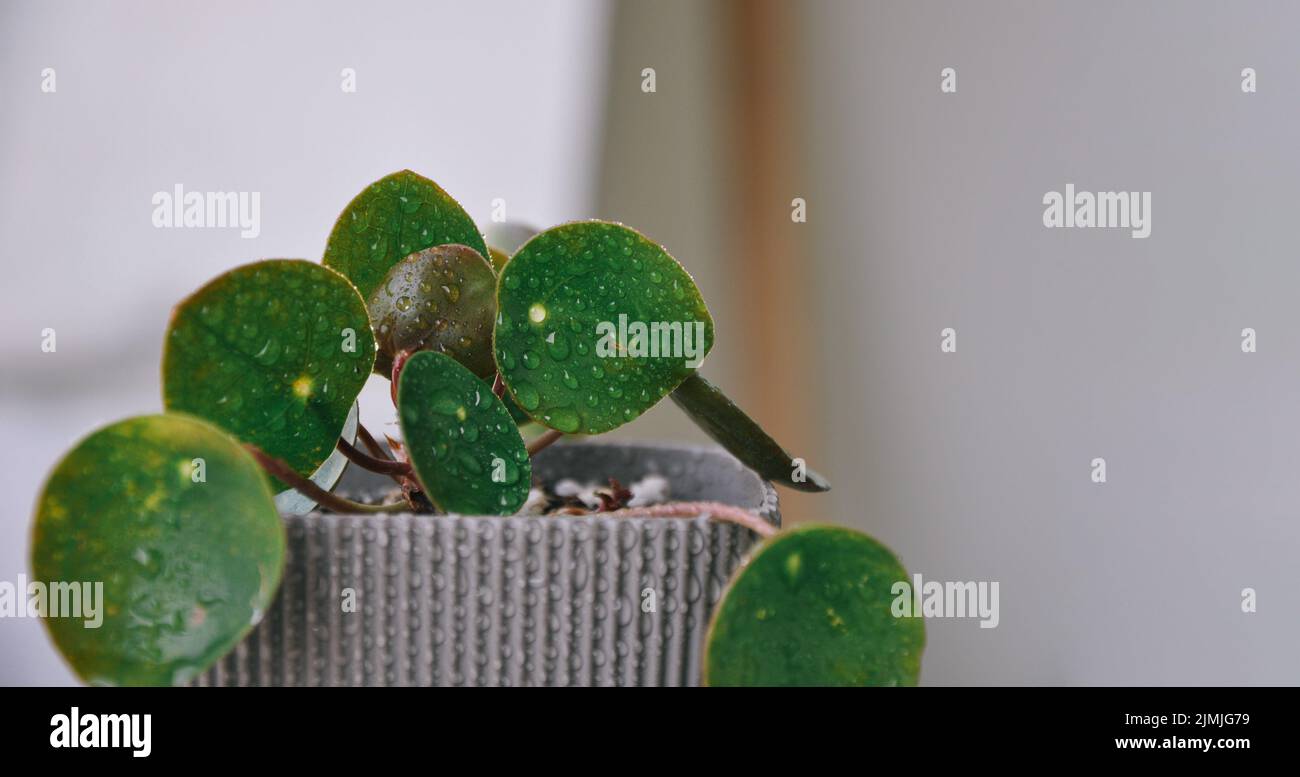 Pilea peperomioides, pilea o pianta cinese del denaro, pianta della frittella o pianta domestica di UFO in una pentola, spazio di copia. Arredamento moderno. Piante domestiche verdi Foto Stock